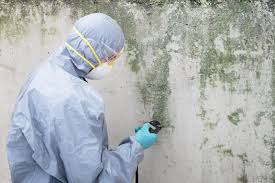 Forensic Mold Investigation in Grand Meadow, MN